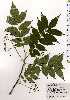 ( - TW025210)  @11 [ ] Copyright (2021) Unspecified Forestry and Forest Products Research Institute