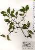  ( - TW025215)  @11 [ ] Copyright (2021) Unspecified Forestry and Forest Products Research Institute