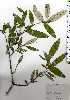  ( - TW025224)  @11 [ ] Copyright (2021) Unspecified Forestry and Forest Products Research Institute