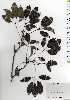  ( - TW025230)  @11 [ ] Copyright (2021) Unspecified Forestry and Forest Products Research Institute