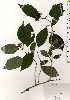  ( - TW025235)  @11 [ ] Copyright (2021) Unspecified Forestry and Forest Products Research Institute