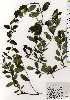  ( - TW025236)  @11 [ ] Copyright (2021) Unspecified Forestry and Forest Products Research Institute