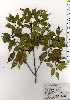  ( - TW025247)  @11 [ ] Copyright (2021) Unspecified Forestry and Forest Products Research Institute
