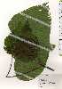  ( - TW025259)  @11 [ ] Copyright (2021) Unspecified Forestry and Forest Products Research Institute