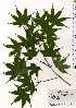  ( - TW025277)  @11 [ ] Copyright (2021) Unspecified Forestry and Forest Products Research Institute