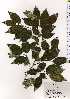  ( - TW025279)  @11 [ ] Copyright (2021) Unspecified Forestry and Forest Products Research Institute