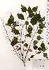 ( - TW025280)  @11 [ ] Copyright (2021) Unspecified Forestry and Forest Products Research Institute