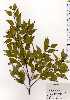  ( - TW025300)  @11 [ ] Copyright (2021) Unspecified Forestry and Forest Products Research Institute