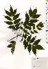  ( - TW025310)  @11 [ ] Copyright (2021) Unspecified Forestry and Forest Products Research Institute