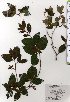  ( - TW025324)  @11 [ ] Copyright (2021) Unspecified Forestry and Forest Products Research Institute