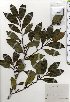  ( - TW025336)  @11 [ ] Copyright (2021) Unspecified Forestry and Forest Products Research Institute