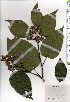  ( - TW025344)  @11 [ ] Copyright (2021) Unspecified Forestry and Forest Products Research Institute