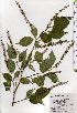  ( - TW025360)  @11 [ ] Copyright (2021) Unspecified Forestry and Forest Products Research Institute