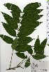  ( - TW025364)  @11 [ ] Copyright (2021) Unspecified Forestry and Forest Products Research Institute