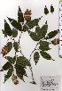  ( - TW025391)  @11 [ ] Copyright (2021) Unspecified Forestry and Forest Products Research Institute