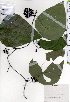  ( - TW025393)  @11 [ ] Copyright (2021) Unspecified Forestry and Forest Products Research Institute