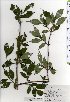  ( - TW025401)  @11 [ ] Copyright (2021) Unspecified Forestry and Forest Products Research Institute