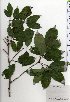  ( - TW025408)  @11 [ ] Copyright (2021) Unspecified Forestry and Forest Products Research Institute