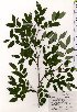  ( - TW025409)  @11 [ ] Copyright (2021) Unspecified Forestry and Forest Products Research Institute