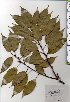  ( - TW025412)  @11 [ ] Copyright (2021) Unspecified Forestry and Forest Products Research Institute