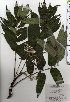  ( - TW025417)  @11 [ ] Copyright (2021) Unspecified Forestry and Forest Products Research Institute