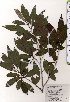  ( - TW025423)  @11 [ ] Copyright (2021) Unspecified Forestry and Forest Products Research Institute