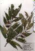  ( - TW025428)  @11 [ ] Copyright (2021) Unspecified Forestry and Forest Products Research Institute