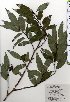  ( - TW025430)  @11 [ ] Copyright (2021) Unspecified Forestry and Forest Products Research Institute