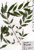  ( - TW025431)  @11 [ ] Copyright (2021) Unspecified Forestry and Forest Products Research Institute
