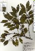  ( - TW025435)  @11 [ ] Copyright (2021) Unspecified Forestry and Forest Products Research Institute
