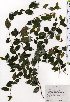  ( - TW025439)  @11 [ ] Copyright (2021) Unspecified Forestry and Forest Products Research Institute