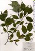  ( - TW025441)  @11 [ ] Copyright (2021) Unspecified Forestry and Forest Products Research Institute