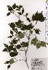  ( - TW025444)  @11 [ ] Copyright (2021) Unspecified Forestry and Forest Products Research Institute