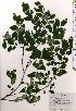 ( - TW025453)  @11 [ ] Copyright (2021) Unspecified Forestry and Forest Products Research Institute