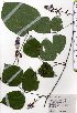  ( - TW025458)  @11 [ ] Copyright (2021) Unspecified Forestry and Forest Products Research Institute
