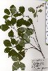  ( - TW025462)  @11 [ ] Copyright (2021) Unspecified Forestry and Forest Products Research Institute