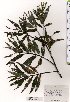  ( - TW025466)  @11 [ ] Copyright (2021) Unspecified Forestry and Forest Products Research Institute