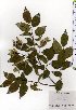  ( - TW025474)  @11 [ ] Copyright (2021) Unspecified Forestry and Forest Products Research Institute