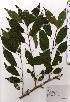  ( - TW025480)  @11 [ ] Copyright (2021) Unspecified Forestry and Forest Products Research Institute