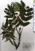  ( - TW025482)  @11 [ ] Copyright (2021) Unspecified Forestry and Forest Products Research Institute