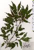  ( - TW025487)  @11 [ ] Copyright (2021) Unspecified Forestry and Forest Products Research Institute