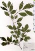  ( - TW025501)  @11 [ ] Copyright (2021) Unspecified Forestry and Forest Products Research Institute