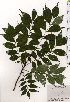 ( - TW025503)  @11 [ ] Copyright (2021) Unspecified Forestry and Forest Products Research Institute