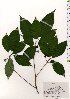  ( - TW025524)  @11 [ ] Copyright (2021) Unspecified Forestry and Forest Products Research Institute