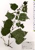  (Ampelopsis glandulosa var. heterophylla - TW025528)  @11 [ ] Copyright (2021) Unspecified Forestry and Forest Products Research Institute