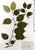  ( - TW025530)  @11 [ ] Copyright (2021) Unspecified Forestry and Forest Products Research Institute