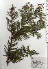  ( - TW025533)  @11 [ ] Copyright (2021) Unspecified Forestry and Forest Products Research Institute