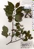  ( - TW025542)  @11 [ ] Copyright (2021) Unspecified Forestry and Forest Products Research Institute