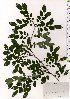 (Phyllanthus flexuosus - TW025546)  @11 [ ] Copyright (2021) Unspecified Forestry and Forest Products Research Institute