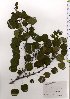  ( - TW025555)  @11 [ ] Copyright (2021) Unspecified Forestry and Forest Products Research Institute